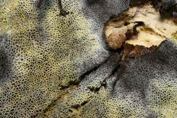 青変と老成腐敗するミヤマイロガワリキノコ管孔部と柄アップ（アウトドアフィールドキノコ類マクロ撮影）