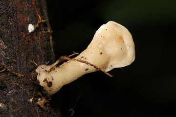 土ではなく朽木などから生えるニクハリタケ科の仲間Loweomyces...