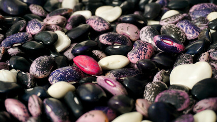 Shelling ripe harvested runner beans or Phaseolus coccineus by hands, into a basket outdoors in the...