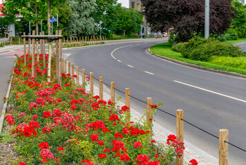 Flower bed with red roses along a curved urban road, bordered by a wooden fence. Decorative...
