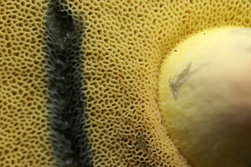 イロガワリ系イグチ科キノコ・黄色い管孔面が傷つくと青く変色する様子アップ（マクロ撮影）