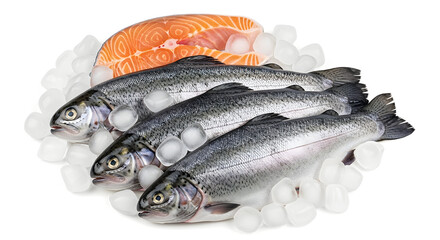 Fresh Salmon and Trout on Ice Premium Seafood