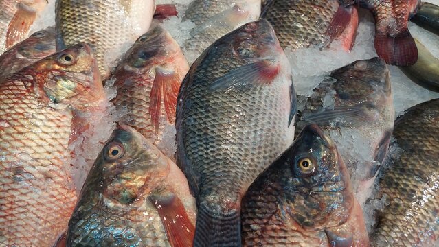 background of fish design for fresh and seafood concept