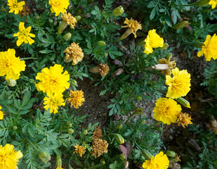 lowers in the garden 정원의 꽃들 