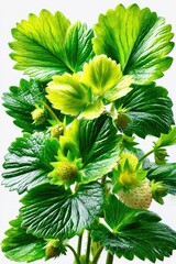 Vibrant strawberry plant close-up