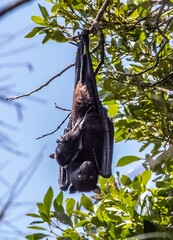 Black Flying Fox Mum with Baby