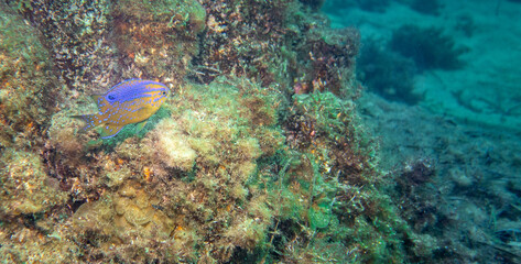 Damsel fish under Busselton Jetty, Western Australia, Australia