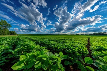 Wide shot of a vibrant soybean field under a dramatic sky