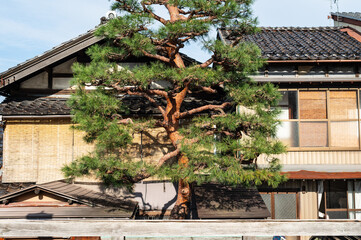 Traditional Japanese House with Pruned Pine Tree in Front Yard