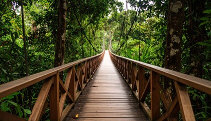 Wooden suspension bridge through lush jungle