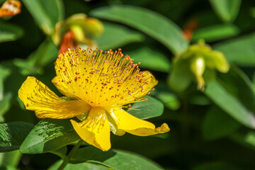 hypericum calycinum