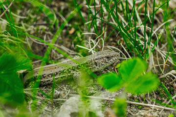 Wild sand lizard resting among grass and soil in early spring. Macro view of natural camouflage