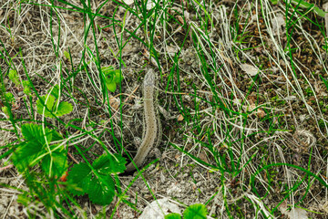 Wild sand lizard resting among grass and soil in early spring. Macro view of natural camouflage