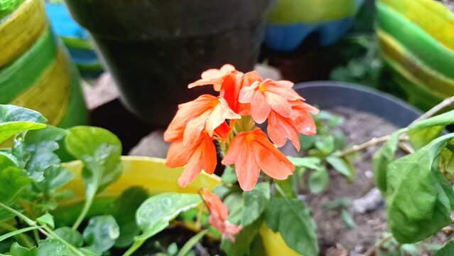 Peach Firecracker Flower (Crossandra infundibuliformis) bloom and vibrant orange Aboli blossom detail from a blooming firecracker plant, a tropical peach flower cluster