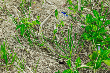 Wild sand lizard resting among grass and soil in early spring. Macro view of natural camouflage