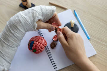 Hands of young student assembling anatomical brain model on desk, learning human biology and...