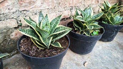 Mother-in-Law's Tongue: Easy-Care Indoor Plant, Perfect for Modern Living and Air Purification