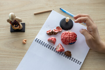 Hands of young student assembling anatomical brain model on desk, learning human biology and...