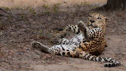 Playful leopard Relaxing in the Wild 