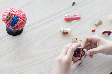 Diverse students engaged in online learning, STEM crafts, and anatomy projects at home, exploring...