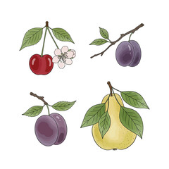 Hand-Drawn Fruit Branches