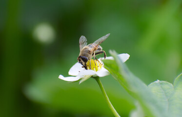 bee on a strawberry flower