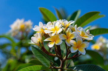 Fototapeta premium Close-up of plumeria flowers with a blue sky background, flower