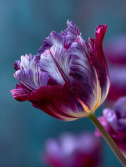 Striped purple parrot tulip close-up