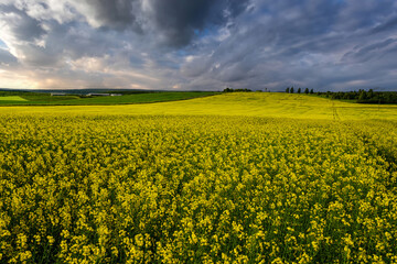 Obraz premium Yellow rapeseed field with a pathway through the blooming flowers under a dark, dramatic storm cloud sky.