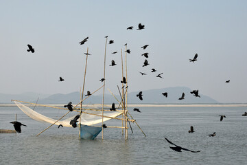 Crows flying around a fishing net in a river