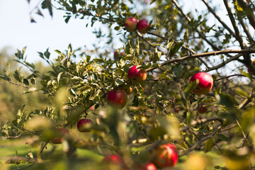 Red Apples growing on a tree at an apple orchard in the fall