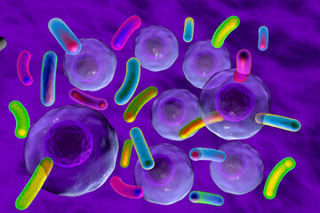 Bacteria infecting human cells, 3D illustration showing bacterial invasion, cellular damage, and interaction with host immune response.