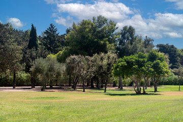 Boschetto con prato verde