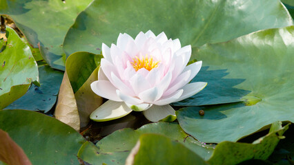 pink water lily