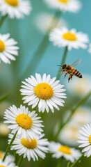 Obraz premium Capturing the golden hues and flight of honeybee among vibrant daisies