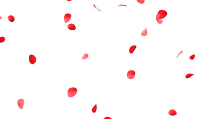 赤いバラの花びらの乱舞：背景透過