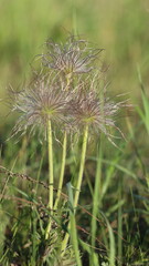 Paprastoji šilagėlė.
Gėlė, kuri yra įtraukta į Lietuvos Raudonąją knygą.
Ji taip atrodo, kai baigiasi jos žydėjimas.
Common schilagėlė.
A flower that is listed in the Lithuanian Red Book.