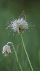 Paprastoji šilagėlė.
Gėlė, kuri yra įtraukta į Lietuvos Raudonąją knygą.
Ji taip atrodo, kai baigiasi jos žydėjimas.
Common schilagėlė.
A flower that is listed in the Lithuanian Red Book.