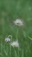 Paprastoji šilagėlė.
Gėlė, kuri yra įtraukta į Lietuvos Raudonąją knygą.
Ji taip atrodo, kai baigiasi jos žydėjimas.
Common schilagėlė.
A flower that is listed in the Lithuanian Red Book.