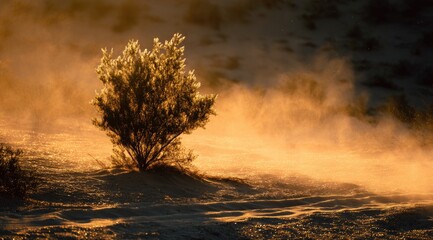 Small desert bush bathed in golden sunlight, dust motes illuminated