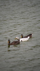 Fototapeta premium duck and ducklings