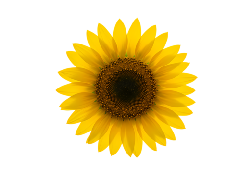 Vibrant Sunflower: Perfect for Designs & Projects Isolated on Transparent Background