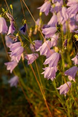 Purple harebell flowers in summer sunlight