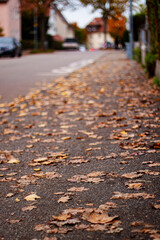 A Carpet of Autumn Gold