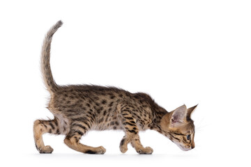 Adorable Savannah cat kitten,walking side ways. Looking straight ahead showing profile and pattern....