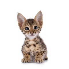 Adorable Savannah cat kitten, laying down facing front. Looking straight to camera with expressive face. Isolated on a white background.