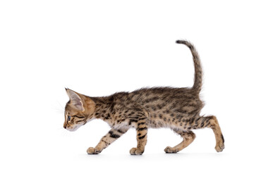 Adorable Savannah cat kitten,walking side ways. Looking straight ahead showing profile and pattern....
