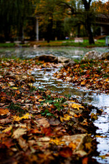Autumn's Gentle Flow