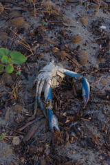 A detailed, horizontal, medium-shot photograph of a blue crab's broken, empty shell lying on a sandy shore with scattered twigs and debris, creating a somber mood.