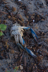 A detailed, horizontal, medium-shot photograph of a blue crab's broken, empty shell lying on a sandy shore with scattered twigs and debris, creating a somber mood.